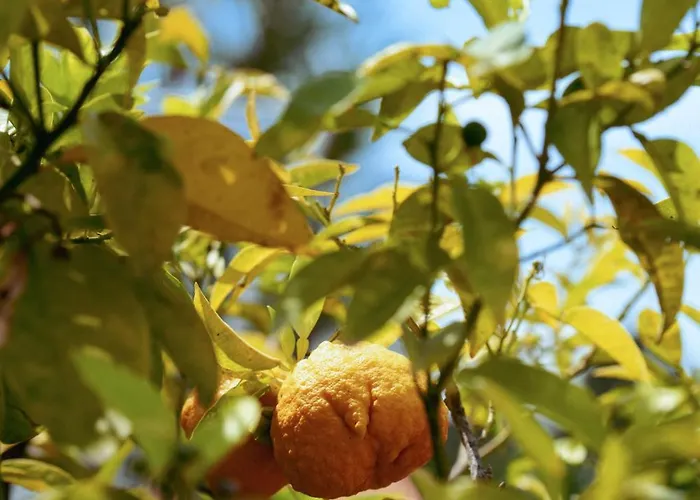 Boutique Fabulite 昂蒂布